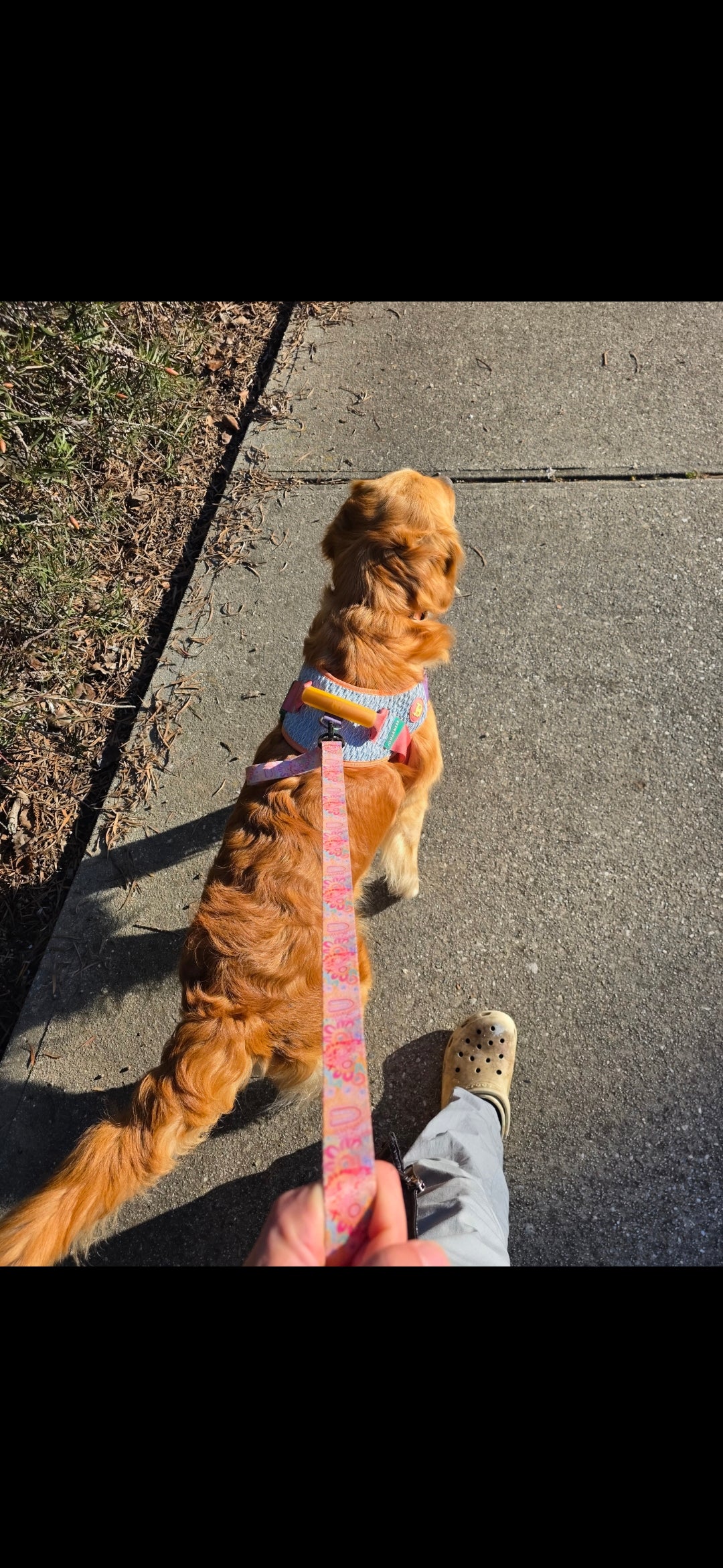 dog leads